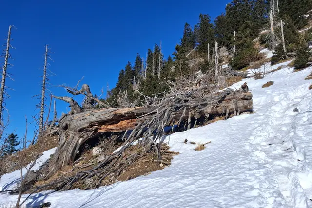 Überall liegt, oder steht Totholz.