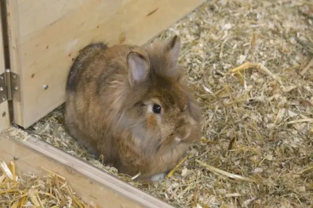 Mümmler, Cookie und Lotte sind auf der Suche nach einem artgerechten Zuhause. | Foto: TSV St. Pölten