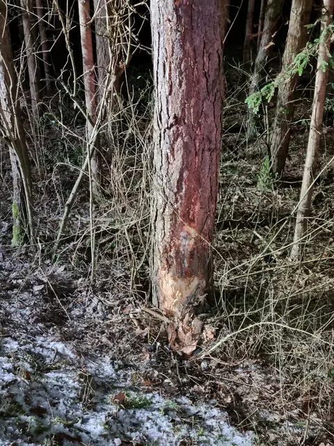 Foto: Feuerwehr Jabing