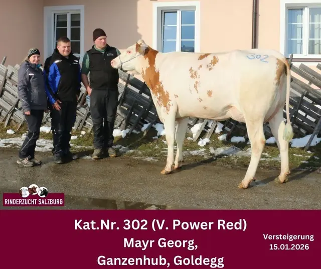 Power Red-Tochter vom Betrieb Georg Mayr | Foto: Rinderzuchtverband Salzburg