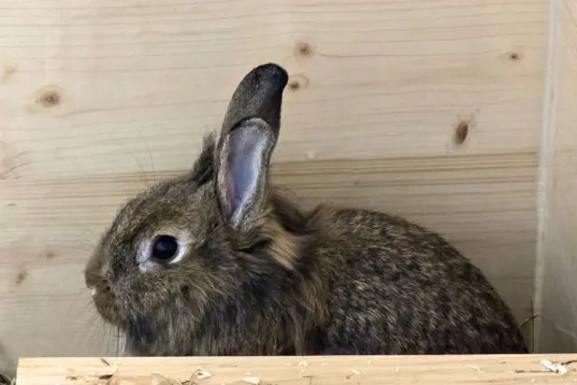 Mümmler, Cookie und Lotte sind auf der Suche nach einem artgerechten Zuhause. | Foto: TSV St. Pölten