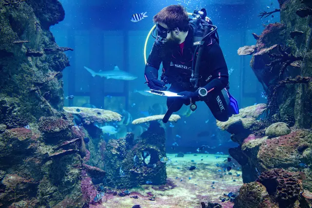 Beim Zählen in den zahlreichen Aquarien des Haus des Meeres ist ganzer Körpereinsatz gefragt. | Foto: Haus des Meeres