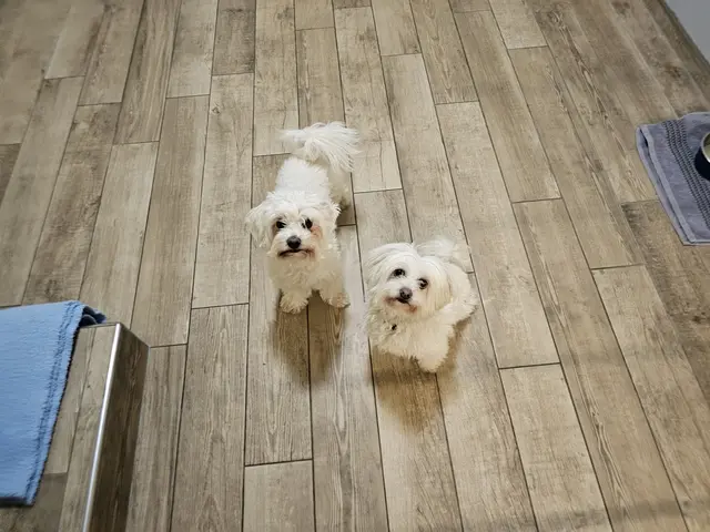 Maxi und Teddy mögen Spaziergänge und Kuscheleinheiten. | Foto: Tierheim Linz