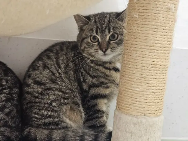Die Kitten Harley und Coco sind auf der Suche nach einem Zuhause. | Foto: TSV St. Pölten