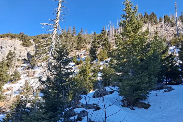 Interessant fand ich die vielen Totholzbäume.