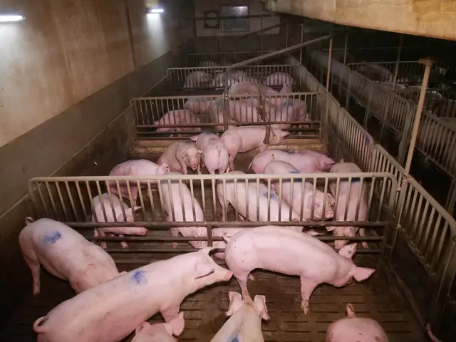 Schweineskandal am Gut Hardegg in Seefeld-Kadolz - Schweine drängen sich auf kahlem Vollspaltenboden. | Foto: VGT - Verein gegen Tierfabriken