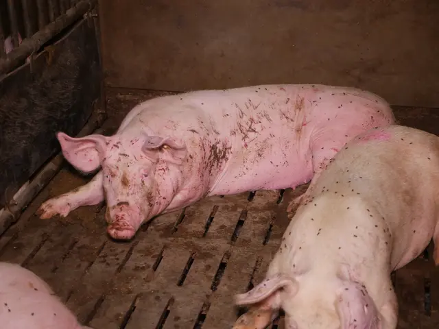 Schweine auf kahlem Vollspaltenboden. | Foto: VGT - Verein gegen Tierfabriken