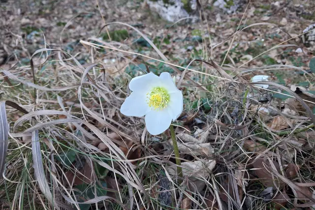 Die Schneerosen blühen schon zahlreich.