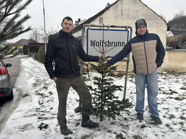Ortsvorsteher Josef Goll holte die Christbäume mit Sohn Christoph Goll vor den Häusern in Hollabrunn ab. | Foto: Alexandra Goll
