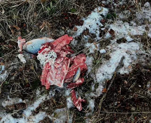 In einem Wald in Pabneukirchen gefunden.  | Foto: privat