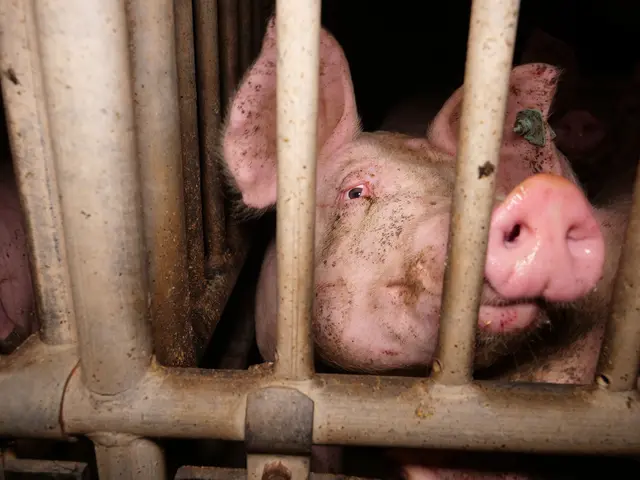 Foto: VGT - Verein gegen Tierfabriken