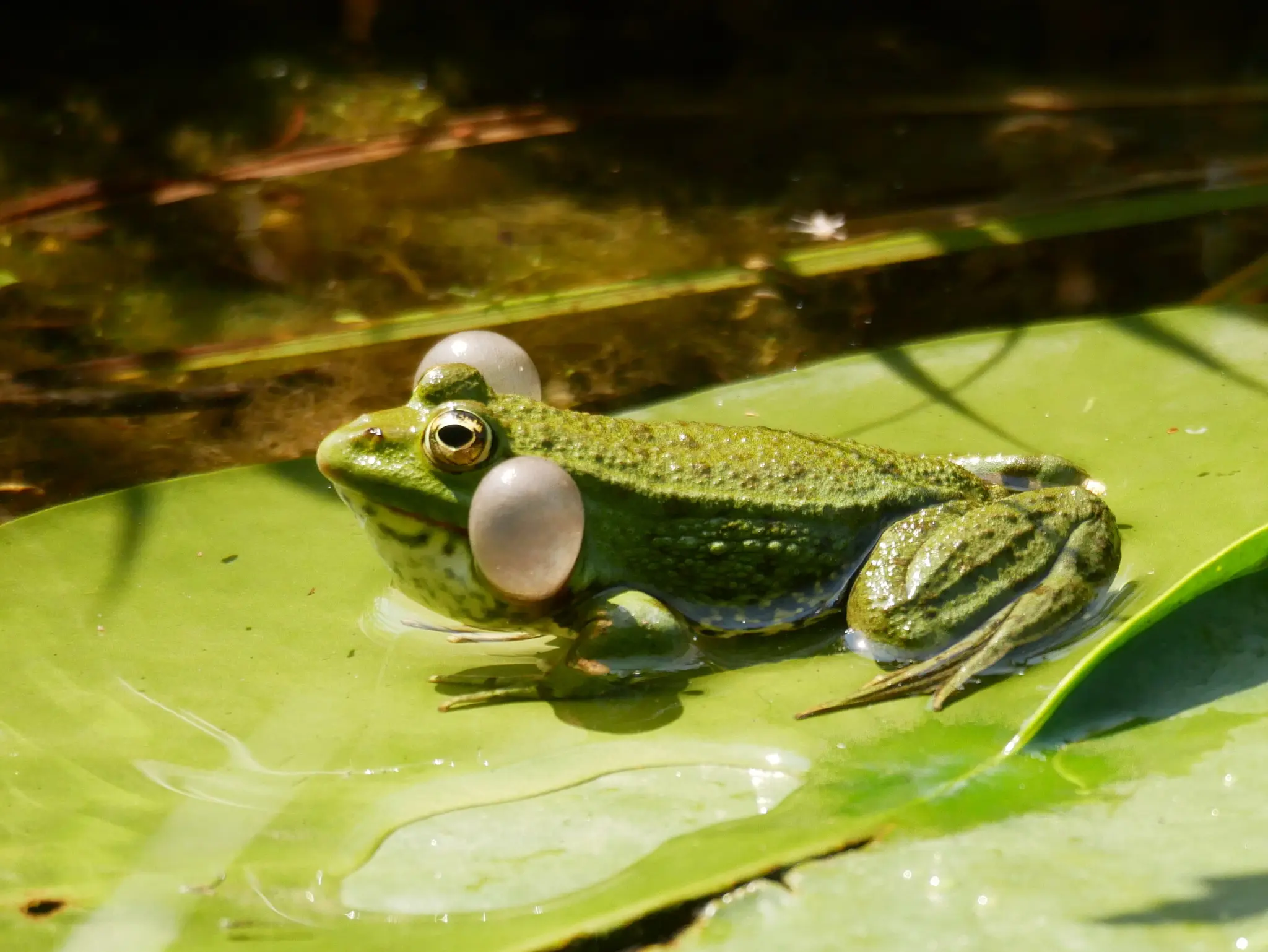 Naturschutzbund OÖ : Gericht entscheidet : Frösche dürfen quaken ! 