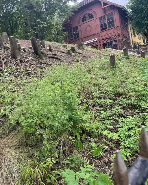 Anstelle von 61 wurden 108 Bäume Opfer der Axt. Doch selbst für die "bewilligten" Bäume lag laut Stadtrechnungshof keine Bewilligung laut Naturschutzgesetz vor.  | Foto: Grüne Ottakring