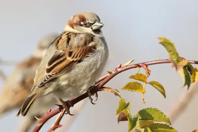 Der Haussperling ist der meistgesichtete Vogel in Salzburg. | Foto: Hans-Martin Berg