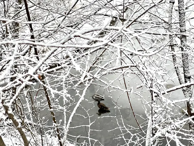 Die eisige Kälte macht aktuell auch den Vögeln zu schaffen. | Foto: Aschauer