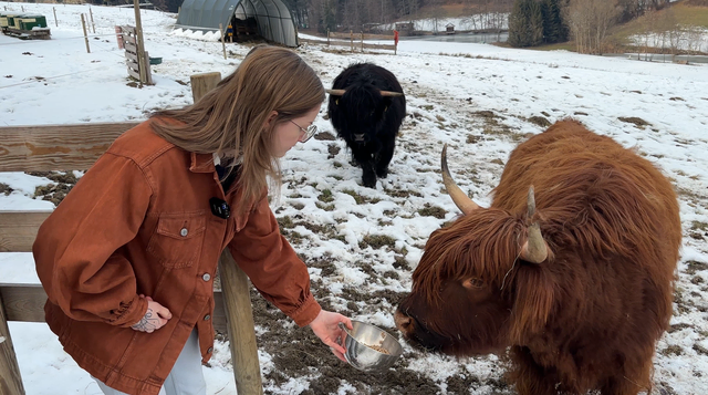 Leben auch am Hof: Die beiden Hochlandrinder Bea und Cora | Foto: MeinBezirk/Nina Hörack