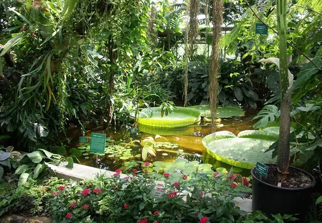 Im Botanischen Garten Linz lässt sich Faszinierendes aus der Welt der Natur entdecken.  | Foto: Stadt Linz