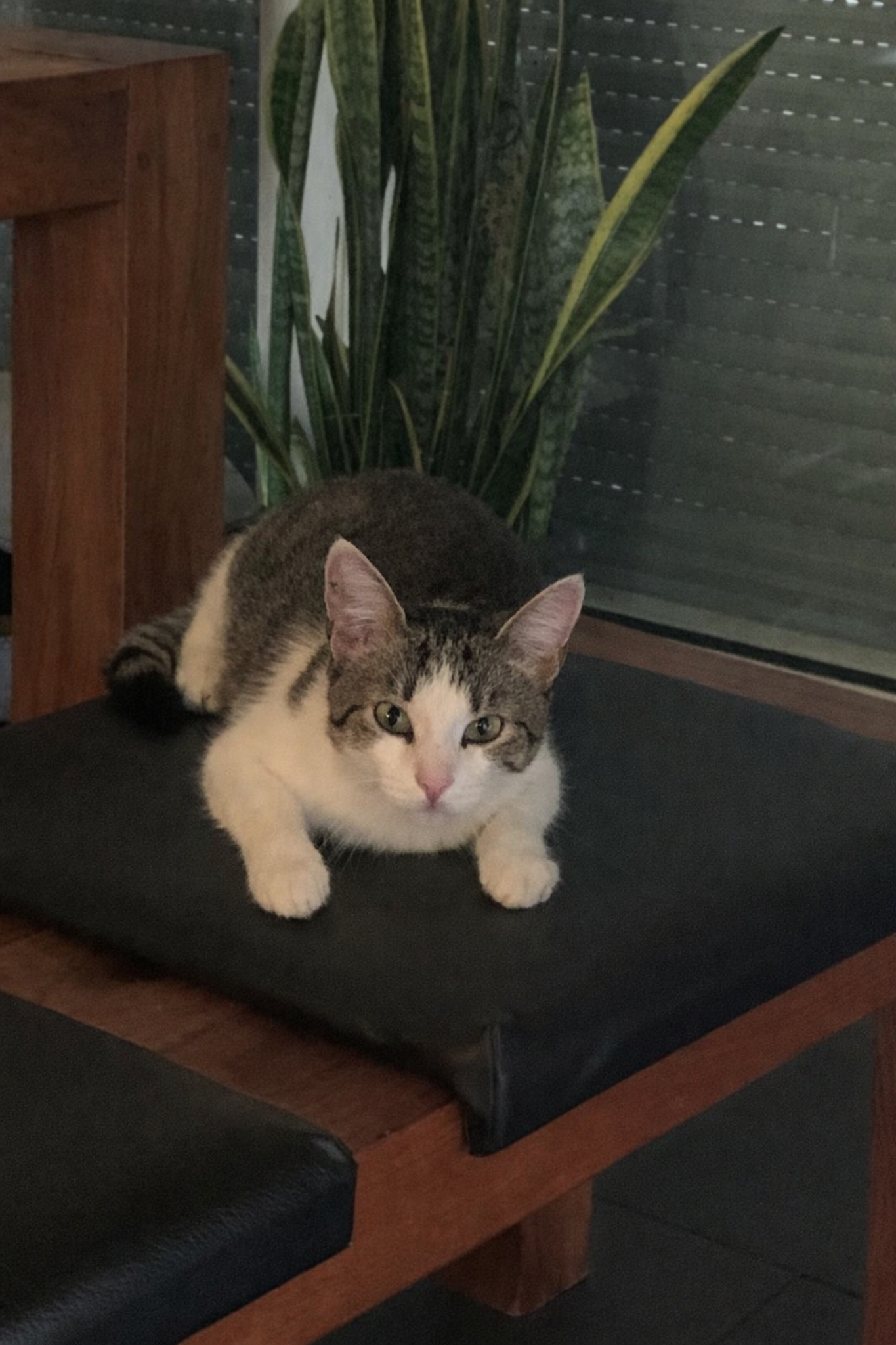 Warum Chippen Leben retten kann : Ein kleines Wunder auf vier Pfoten