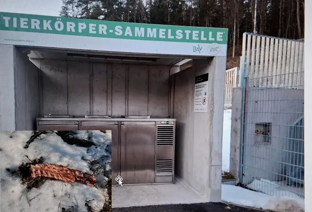 Tierkörper-Sammelstelle im ASZ Pabneukirchen. Rechts bei der ASZ-Einfahrt. Außerhalb des ASZ. Beschilderung auf der Rückseite der Sammelstelle wäre wünschenswert.  | Foto: Zinterhof