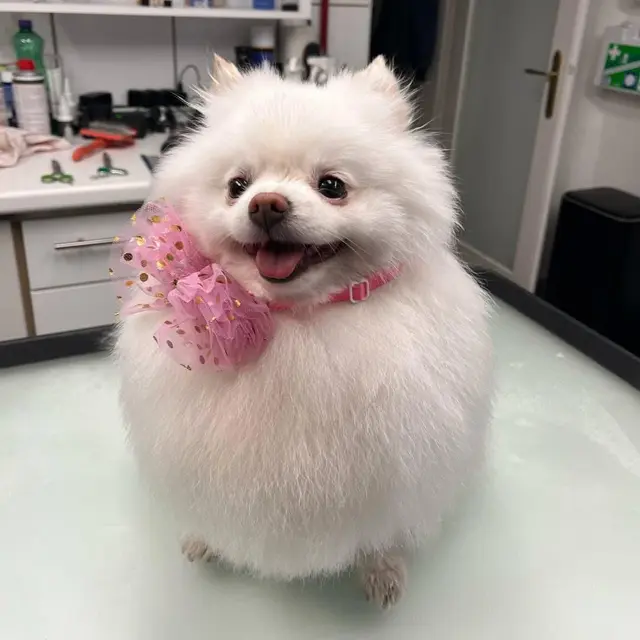 Hündchen Venus wurde angegriffen. | Foto: privat