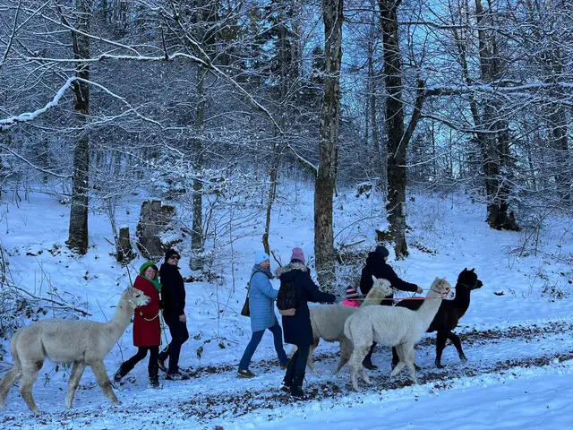 Neben Langlaufen und Schneeschuhwanderungen gibt es auch Wanderungen mit Alpakas. | Foto: Fuschlseeregion