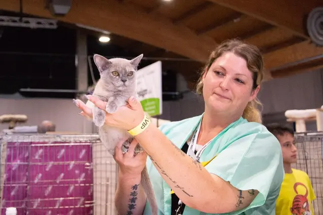 Die internationale Katzenausstellung zeigt mit rund 150 Katzen die Vielfalt der Tiere – von Maine Coon über Britisch Kurzhaar bis hin zu Ragdoll sind zahlreiche Rassen anzutreffen. | Foto: ÖVEK
