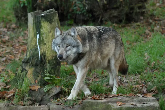 Nach Sichtung in Fließ und Fiss wurde eine Abschussverordnung des Landes Tirol erlassen. (Symbolfoto) | Foto: hecke/panthermedia.net