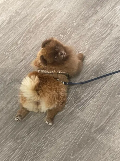 Auch Bärli wurde verletzt. | Foto: privat