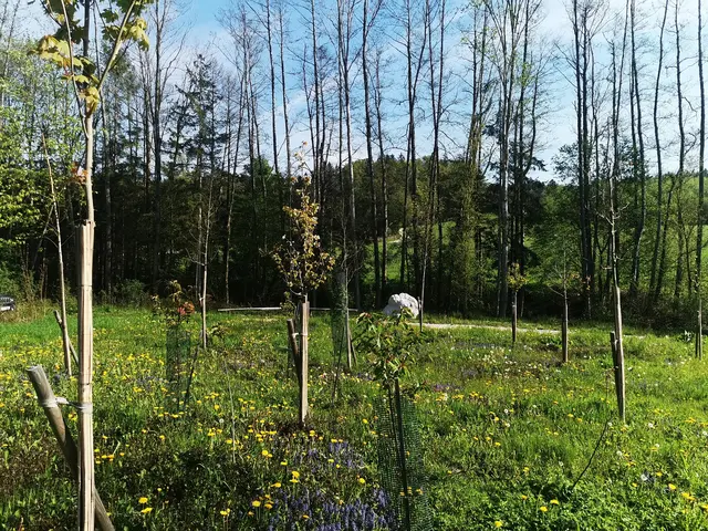 Die neue Naturbestattungsfläche in der Gemeinde Göming. | Foto: Gemeinde Göming