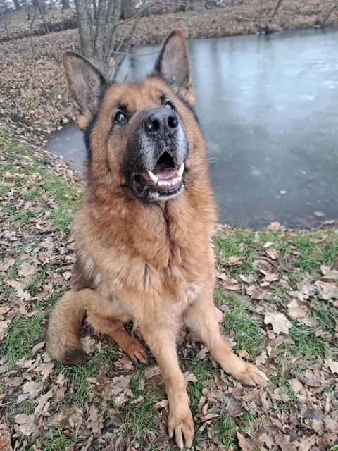 Enzo | Foto: Pfotenhilfe