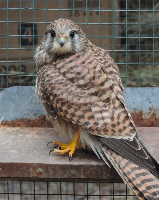 Falkenmädchen Ella wird in Haringsee wieder aufgepäppelt. | Foto: VIER PFOTEN