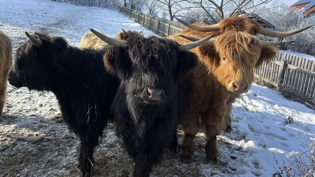 Auch die Zottelhof-Rinder genießen die Sonne!