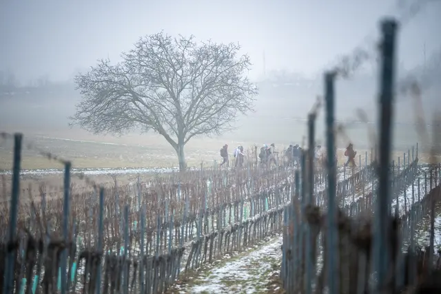 Zwischenweinreben und Nebel, den See immer auf der linken Schulter ging es auf die 30km Strecke | Foto: Christian Krutis
