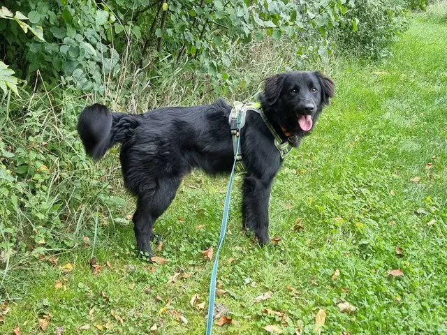 Der junge Border-Collie-Mix Rocky ist ein aufgeweckter und sportlicher Rüde.  | Foto: Dechanthof