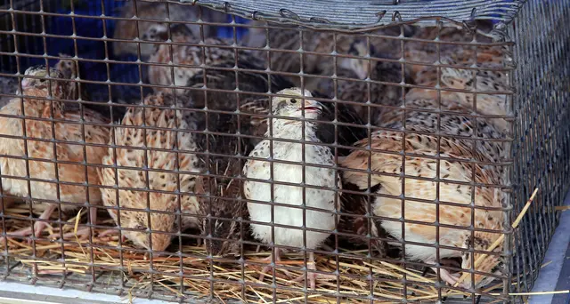 Die japanischen Legewachteln werden auf engstem Raum gehalten. (Symbolbild) | Foto: Hil/panthermedia
