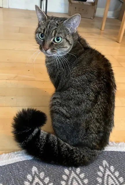 Katze Miki sucht ein liebevolles Zuhause. | Foto: Österreichischer Tierschutzverein