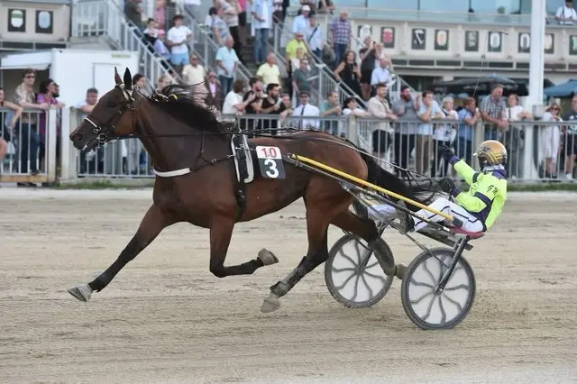 Gerhard Mayr gewann 2025 sein 31. Championat der Profis. | Foto: Gerhard Weiss