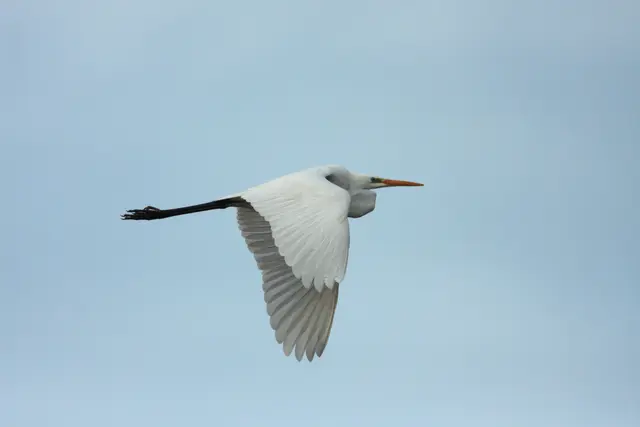 Der Silberreiher fliegt mit eingezogem (s-förmigen) Hals. © J. Limberger
