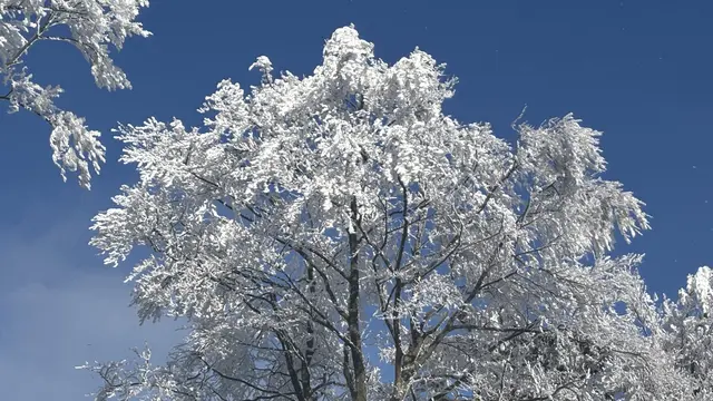 Winterliche Pracht !