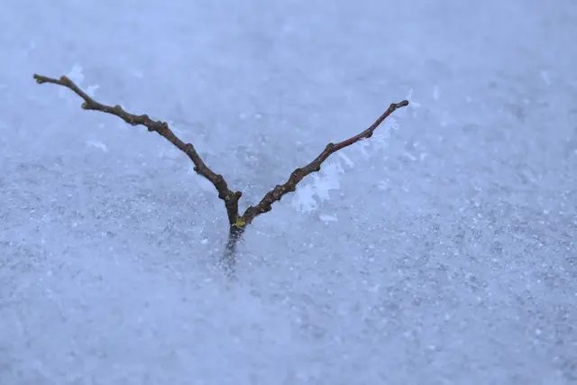 .....tiefgefroren und mit Frostzähnen geschmückt.