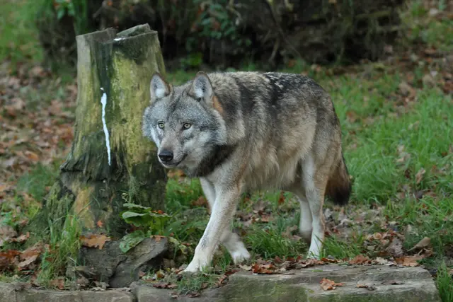 Nach Sichtungen im Oberland wurde eine Abschussverordnung des Landes Tirol erlassen.  | Foto: hecke/panthermedia.net