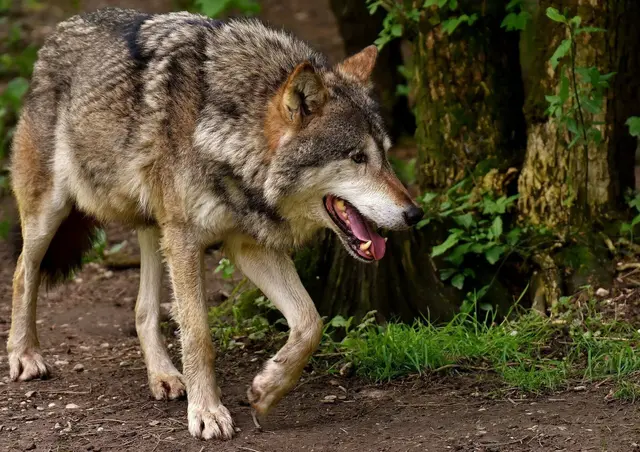 Ein Wolf wurde nach einer Abschussverordnung des Landes von der Jägerschaft in Landeck entnommen. | Foto: Pixabay/Alexas_Fotos (Symbolbild)