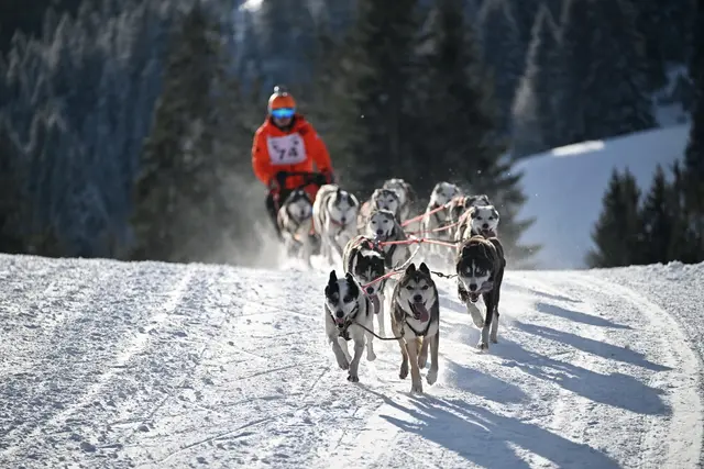 Die großen Gespanne erreichen Sattelzuglänge. | Foto: Bad Hindelang Tourismus/Wolfgang B. Kleiner