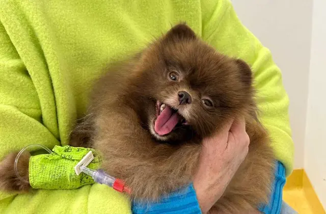 Bärli erholt sich von den Strapatzen. | Foto: privat