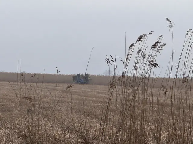 Weit im Schilfgürtel von Winden am See fährt die Erntemaschine, dort, wo Menschen das ganze Jahr nicht hinkommen | Foto: Andrea Glatzer