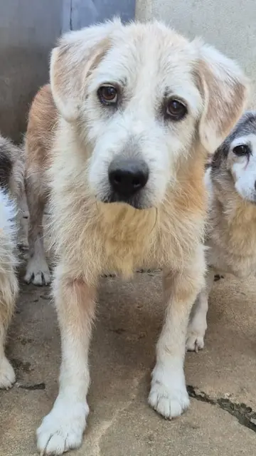Nanni ist ein sehr ruhiger und sanfter Opi, 
der sich mit allen Hunden und auch Katzen verträgt.
Er genießt die Ruhe, hält gerne öfters am Tag ein gemütliches Schläfchen und ist zufrieden, wenn er paar mal am Tag eine langsame Runde durch den Garten gehen kann, dann  ist er auch fast stubenrein.
Wenn er meint, es könnte vielleicht schon etwas zu fressen geben, schaut er kurz in 
der Küche vorbei, um es sich danach wieder geduldig abwartend auf seinem Bettchen gbequem zu machen.
Wir wünschen uns für Nanni einen ruhigen und stressfreien Haushalt, wo er all die Liebe und Fürsorge bekommt, die ihn sein ganzes Leben verwehrt blieb.
Erreichbar ist Nanni unter:
☎️ 0664/1276603 | Foto: Pfotenhilfe Tulln