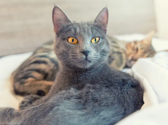 Einer 20-Jährigen aus Eferding wird vorgeworfen, ihre beiden Katzen verhungern lassen zu haben.  | Foto: Smarterpix/jordygraph