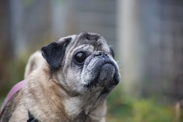 Der fitte, 2014 geborene Mops-Rüde Misha ist menschenfreundlich und sehr anhänglich. | Foto: Tierschutz Austria
