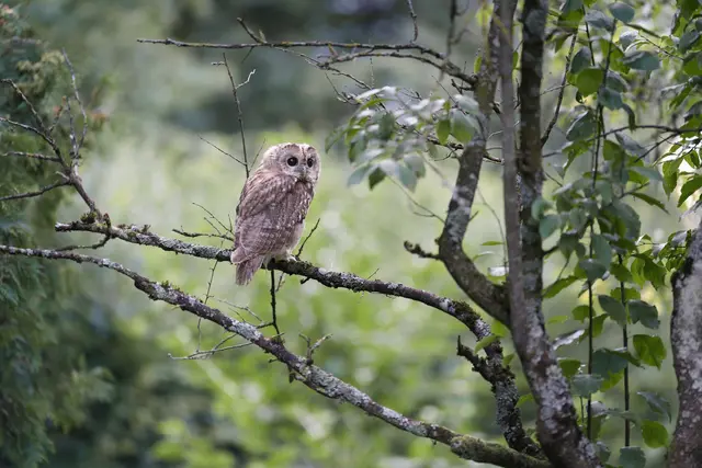 Der Waldkauz (Strix aluco) ist die häufigste Eule in Oberösterreich. © D. Einsiedler