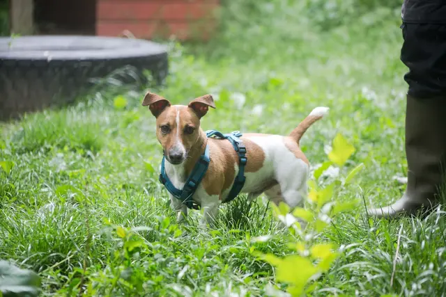 Der anhängliche, 2021 geborene Jack Russell Terrier-Rüde Jack hat in einer Wohnung am Stadtrand gewohnt.  | Foto: TSA